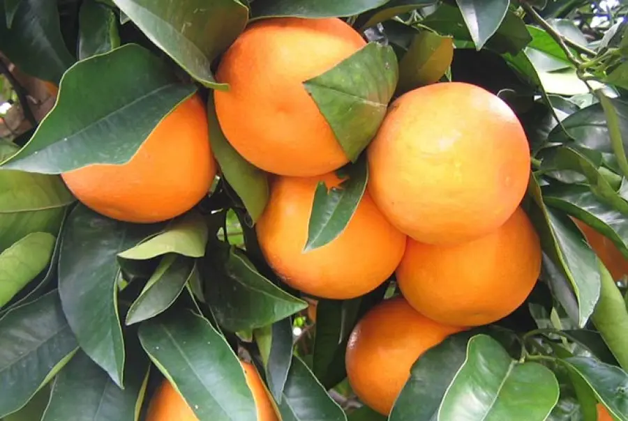 Arance di Sicilia, Alibaba sarà il primo esportatore mondiale in Cina