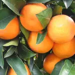 Arance di Sicilia, Alibaba sarà il primo esportatore mondiale in Cina